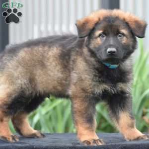 Marcus, German Shepherd Puppy